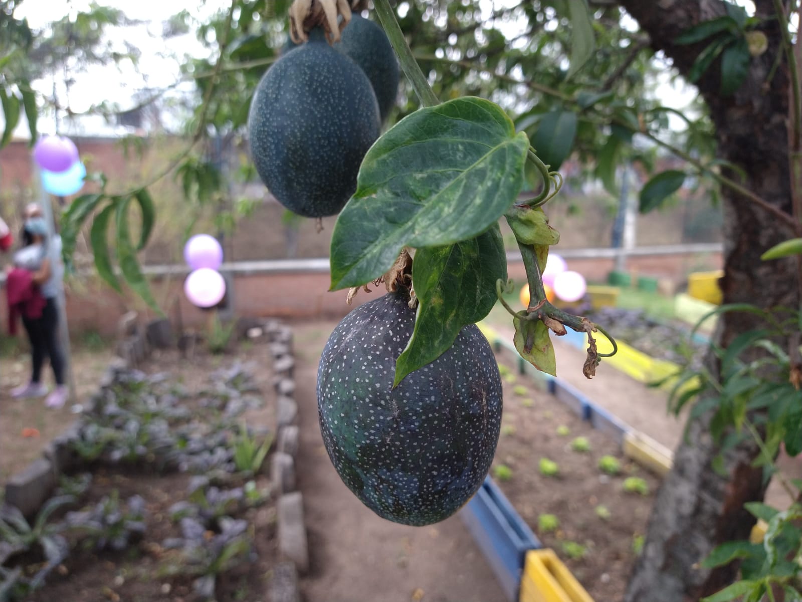 foto de huerta 1