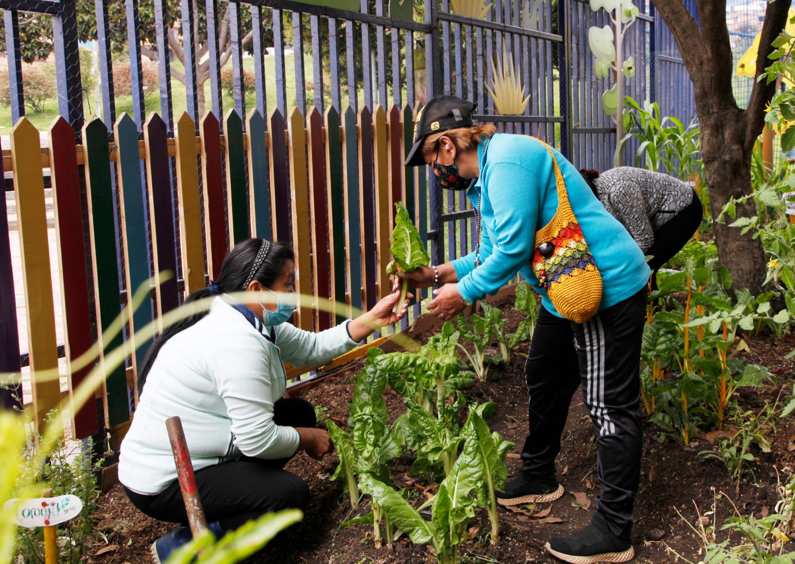 foto de persona mayor en huerta
