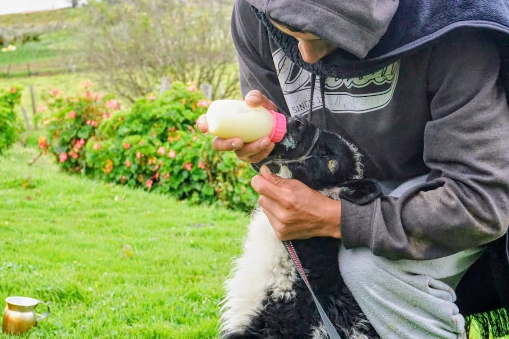 Foto persona en alimentando un animalito dia de campo