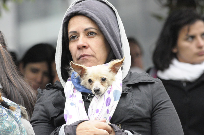Llama de la paz derechos de los animales 3