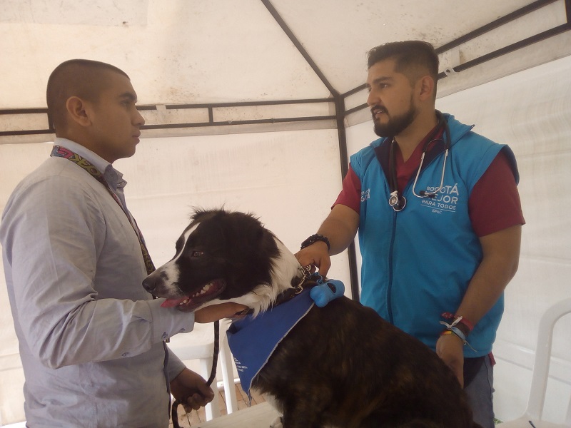 foto de perro siendo atendido