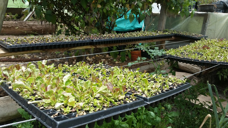 foto de huerta