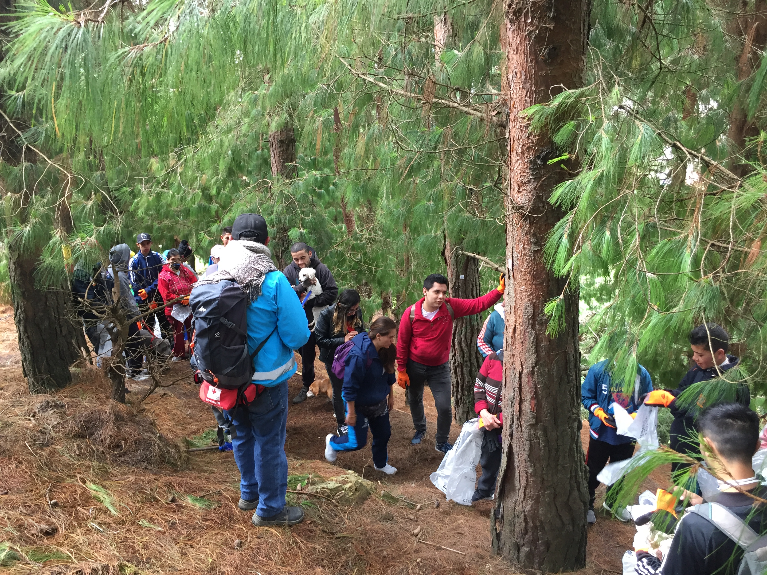 foto de bosque
