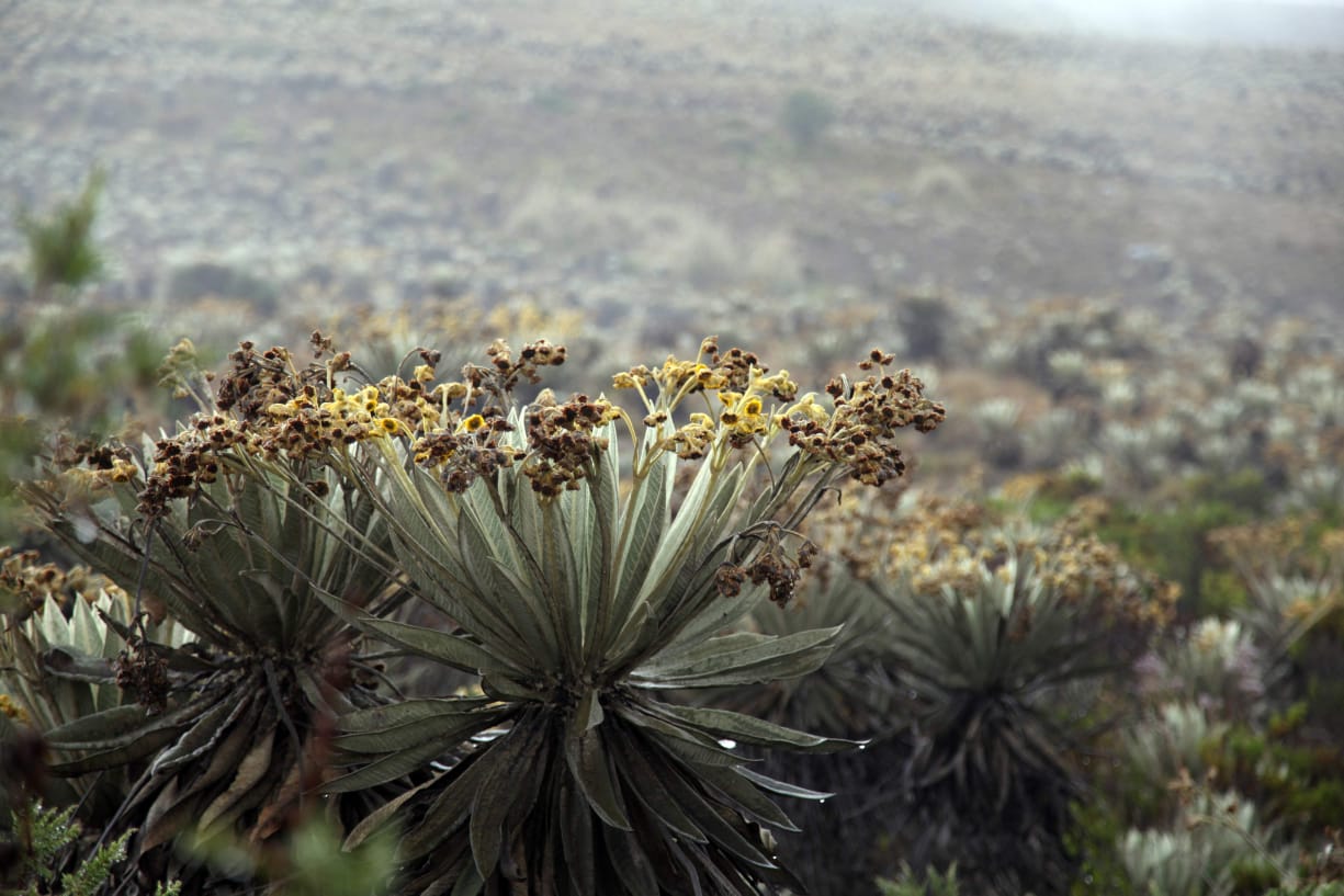 foto de sabios y sabias en sumapaz 4
