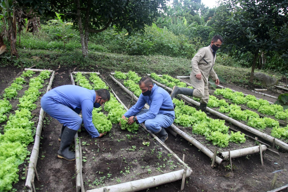 Arte y agricultura en Sasaima